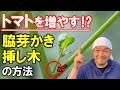 【即採用】トマトの脇芽かき＆挿し木のやり方を徹底解説！～家庭菜園～