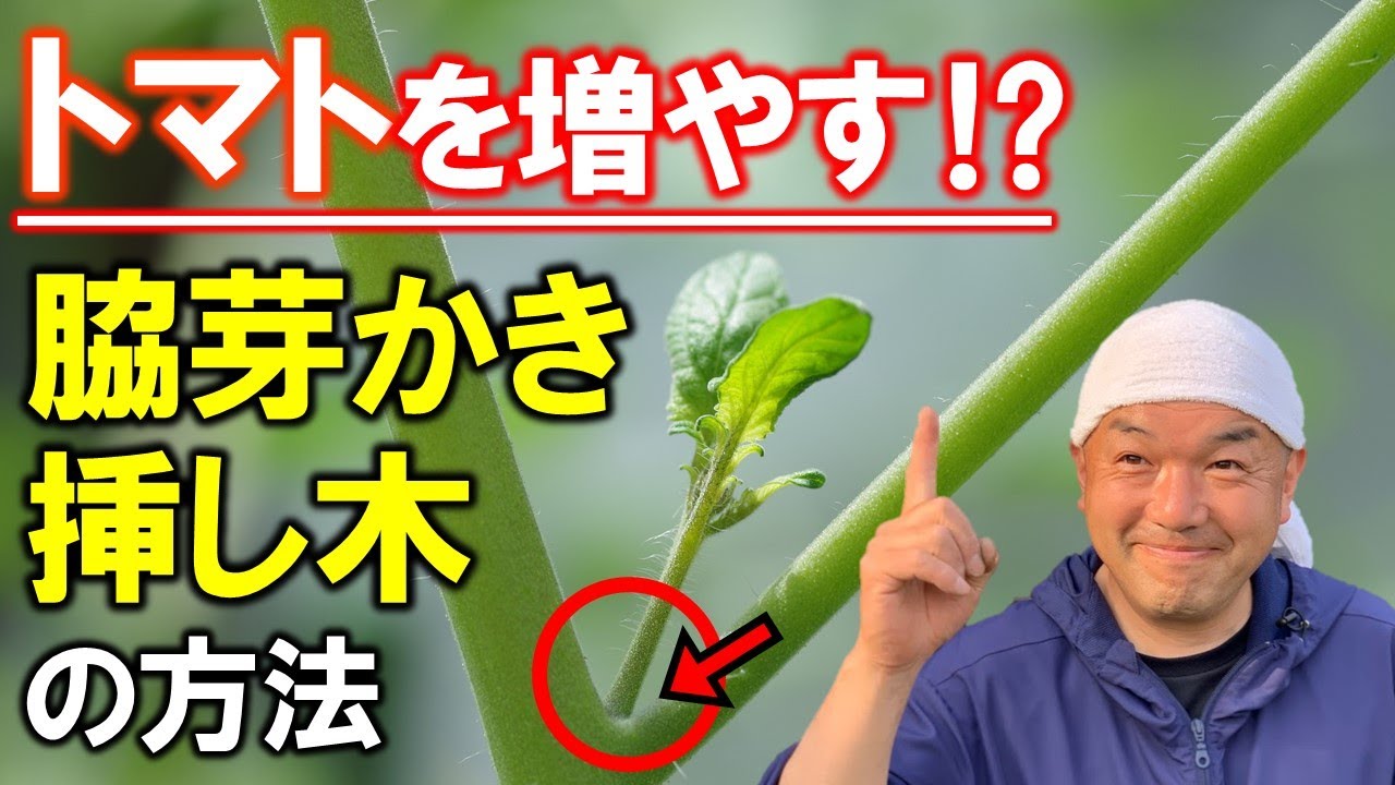 Improve tomato core retention in home gardens and farms! A