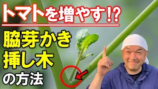 即採用 トマトの脇芽かき 挿し木のやり方を徹底解説 家庭菜園 Youtube