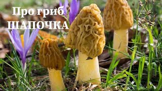 ЗМОРШКОВА ШАПОЧКА про гриб.