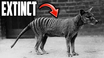 Why The Tasmanian Tiger DEFINITELY Went Extinct...