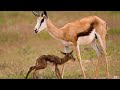 Wildlife Springbok giving birth in savan
