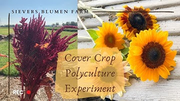 Cut Flower Field Cover Crop Polyculture Experiment | Sievers Blumen Farm