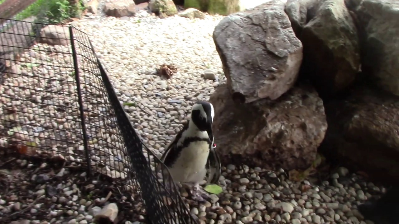 Walking Behavior in the African penguin