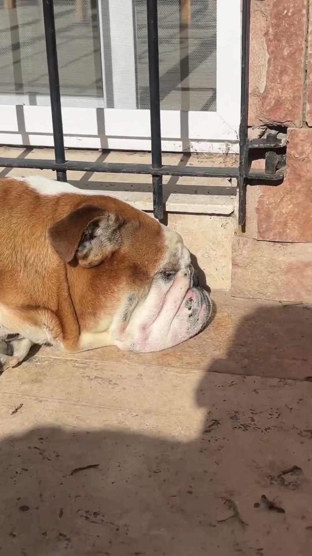 MI PERRO NO SALE DEL ☀️.  ??