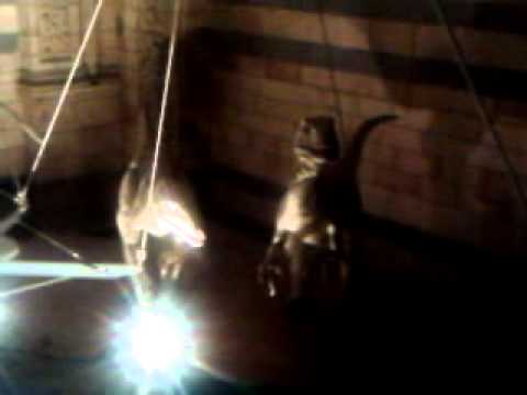 Reptilian sighting Reptilian sighting
