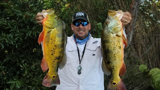 Peacock Bass Fishing in Miami with Captain Shane (Video & Pics)