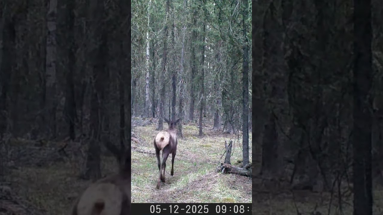 Rare Moose Feeding Moment Caught on Camera 