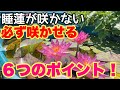 睡蓮が咲かなかない人は必ず見てください！開花させる為の６つのポイント！メダカ睡蓮ビオトープ