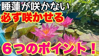 睡蓮が咲かなかない人は必ず見てください！開花させる為の６つのポイント！メダカ睡蓮ビオトープ