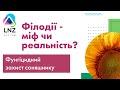 Хвороби соняшника та ефективний фунгіцидний захист. Філодії – міф чи реальність/ СуперАгроном