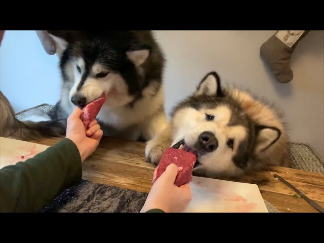 ALASKAN MALAMUTE DOGS REVIEW RAW MEAT AND VEG | SUBTITLES