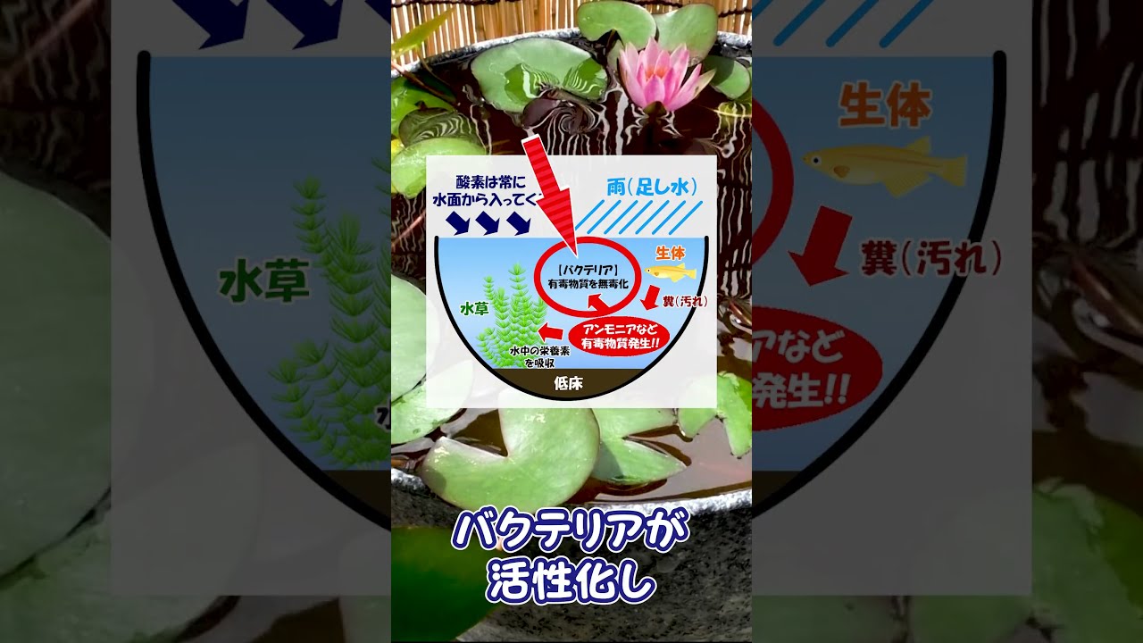 水換えの要らないビオトープ 初心者必見】水換えの要らないメダカの屋外ビオトープの簡単な
