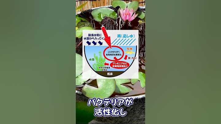 水換えの要らないメダカのビオトープの簡単な作り方と仕組み #Shorts