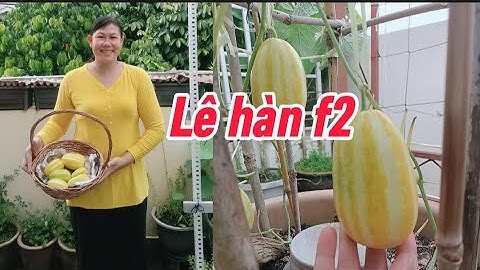 Dưa lê hàn quốc hạt f2 trồng chậu 45cm kiểu leo giàn ngắt ngọn sớm