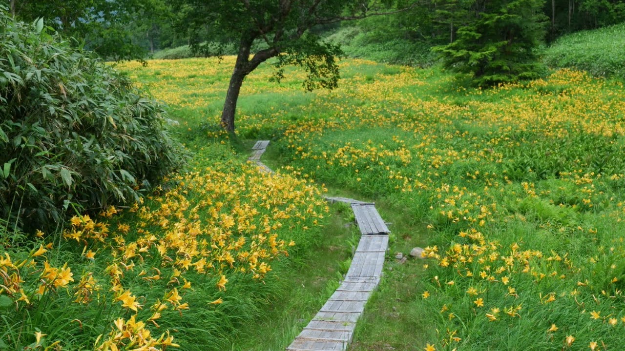 志賀高原 東館山高山植物園 めざせ楽々ニッコウキスゲ見学 22 07 18 Youtube