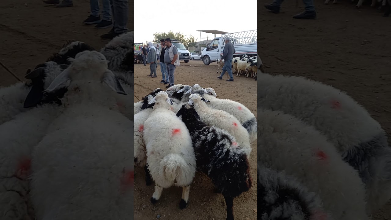 Diyarbakır zom mu budur(1)