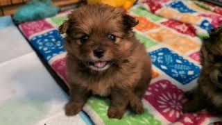 Pomeranian Pups for Spring Break! 3.5.25 ADOPTED!