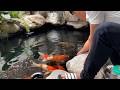 Beautiful Koi Fish Pond 🐠 Relaxing Feeding Time in Nature 4K