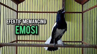 Download Lagu kacer gacor NGEPLONG tarung ini paling ampuh buat PANCINGAN KACER agar EMOSI MP3