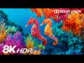 Colorful Tropical Fish in 8K HDR | Dolby Vision™