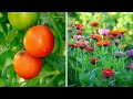 From Bloom to Bounty: Flowers That Double Your Vegetable Garden Productivity