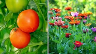 From Bloom to Bounty: Flowers That Double Your Vegetable Garden Productivity