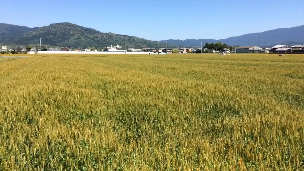 桜井市大西の 麦畑 Youtube