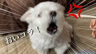 A dog goes mad and lashes out at his dad. by マルチーズのナナ 25,206 views 4 weeks ago 5 minutes, 8 seconds