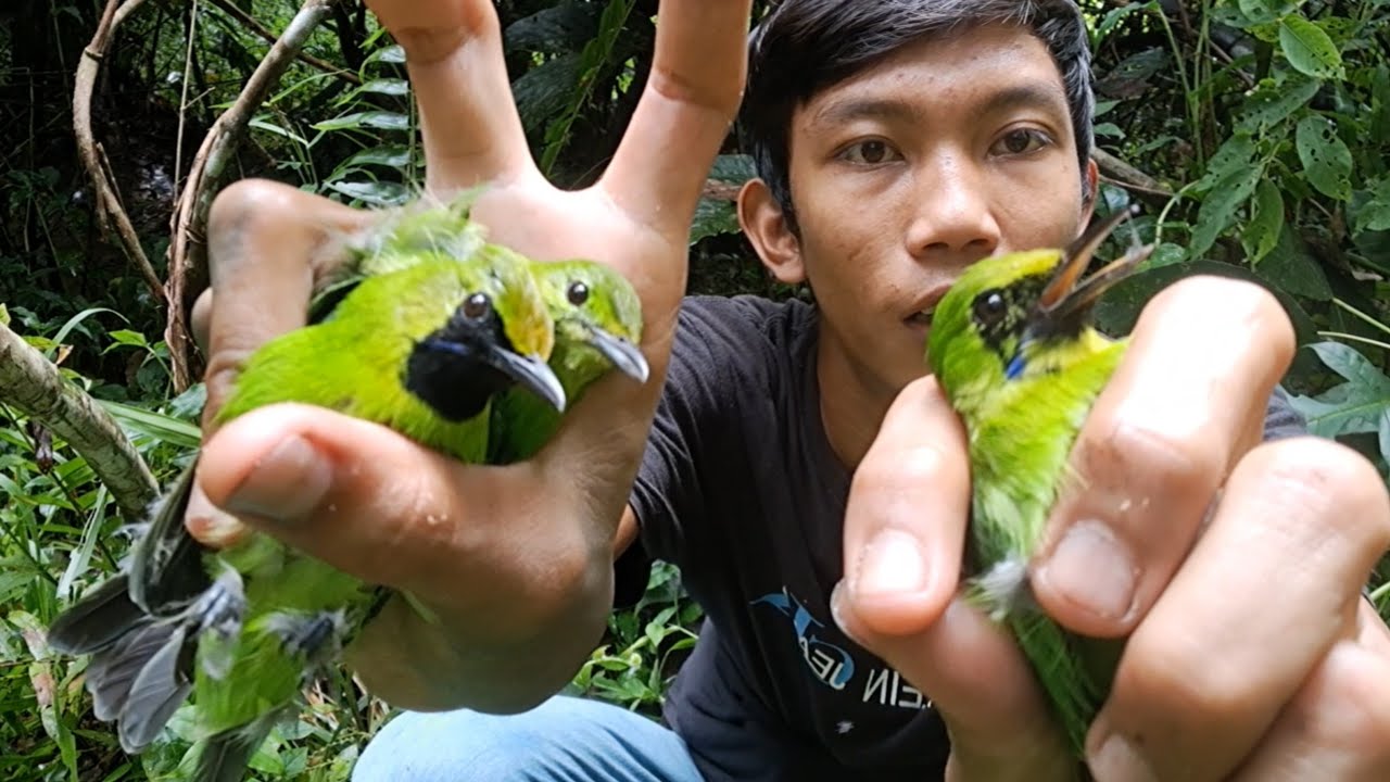 Hanya di belakang rumah, Masi banyak burung² berharga