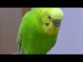 おしゃべりインコのピッピの口癖は？