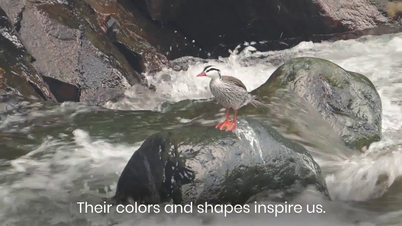 Avifauna Roots. Aviturismo. Expedición Roots: Turismo Sostenible y Regenerativo