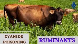 Cyanide Poisoning in Ruminants