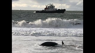 Wildlife officials rescue stranded dolphin at Baker Beach