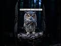 ஆந்தையின் இரவு ரகசியம்! 🌙🦉