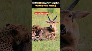 Panthers hunting Impala /leopard attack  #shorts #animals #wildlife #tiger #nature #deadlyfoorest