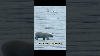 The polar bear found a seal #wildlife #animals #shortfeed #aww #polarbear #seal #sealife #whiskers