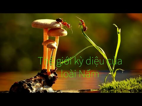 Sự kỳ diệu của thế giới loài Nấm.