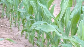 Using Sugar on Crops  Jenny Rees  May 29, 2015