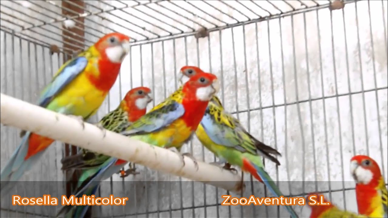 Pajaros en Venta Rosellas Zoo Aventura S L YouTube