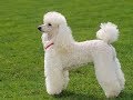 Funny and Cute Poodles 🐩 Fluffy Poodles Compilation 2019