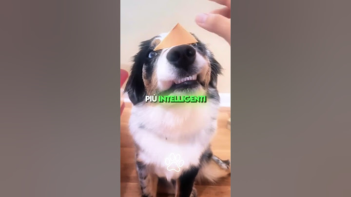 Top 3 Cani Più Intelligenti al Mondo 🧠🐶