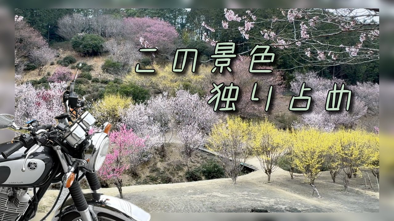 日本風景8 Springtime Scenic Views] Early morning paradise and a 360-degree
