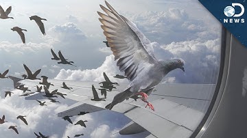 Why Birds Can’t Stop Flying Into Things