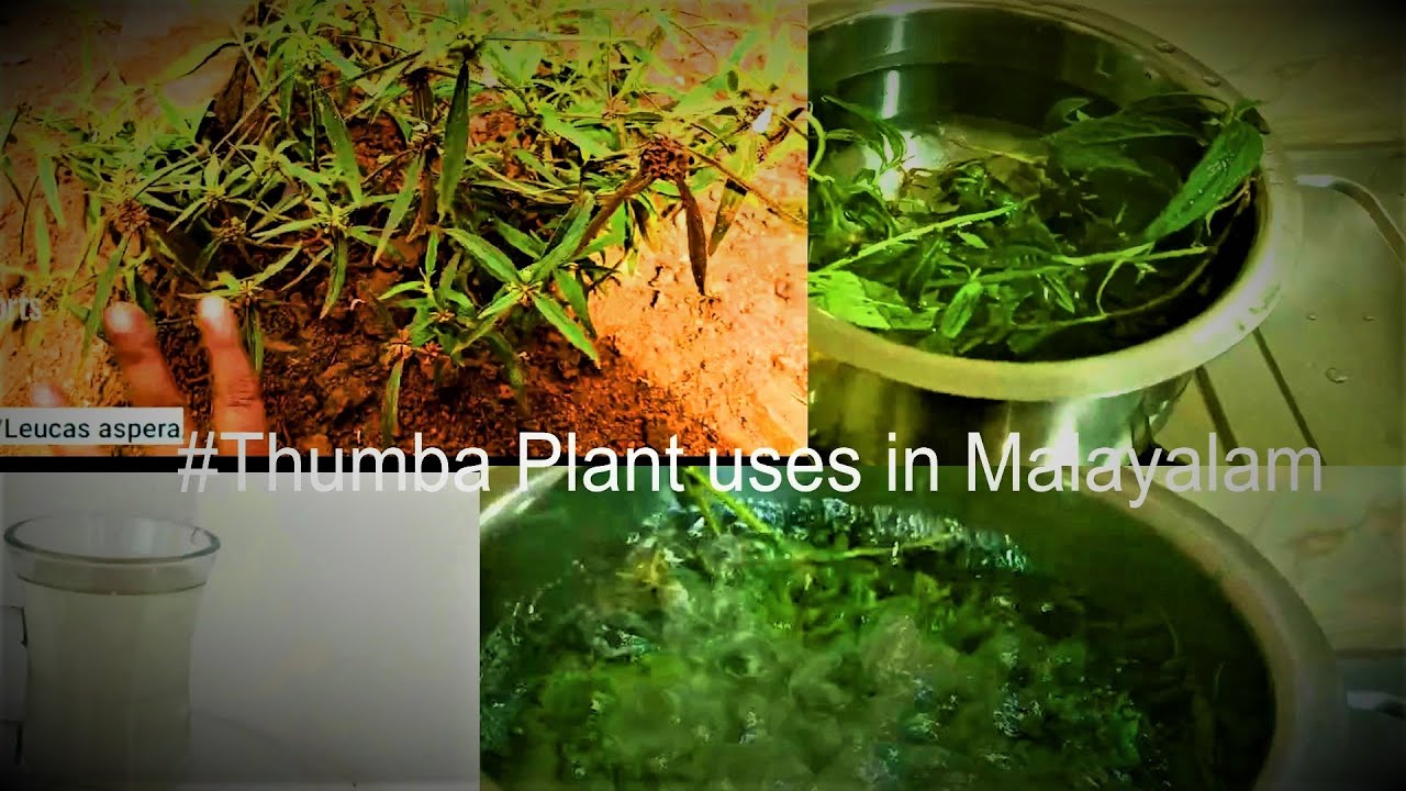 തുമ്പച്ചെടിയുടെ ഗുണങ്ങളും /Hair Care ടിപ്പും/Thumba Plant uses in