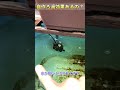 自作錦鯉ビオトープ　100均ろ過装置　金魚