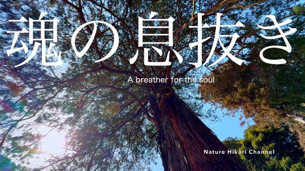 【日本の美しい自然】【春】神社散策