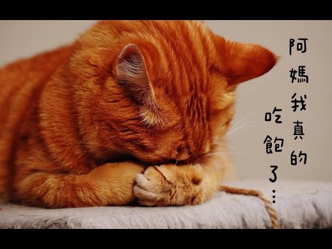 阿媽我真的吃飽了 (Violin Guitar Duet) - 曾博恩 喬瑟夫