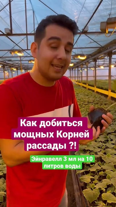 Как добиться хорошей корневой системы у растения ?#агробизнес #теплица ...