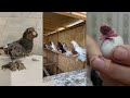 НЕОБЫЧНЫЕ ГОЛУБИ. Узбекские двухчубые голуби. Tauben. Pigeons